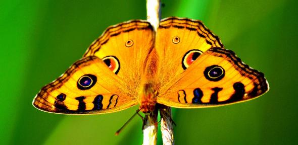 BUTTERFLY