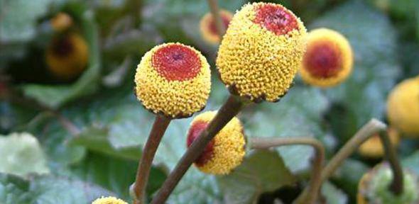 The plant used in the rainforest remedy