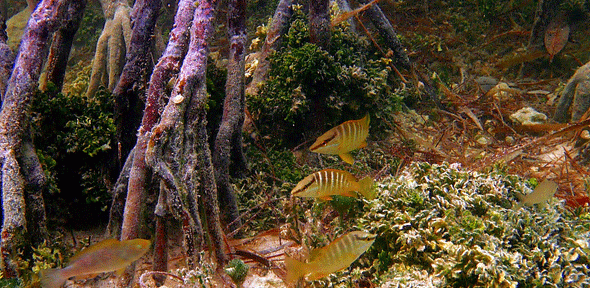 West Summerland Key Mangrove Ecosystem, Florida Keys