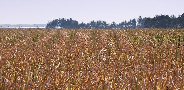 Iowa County Drought