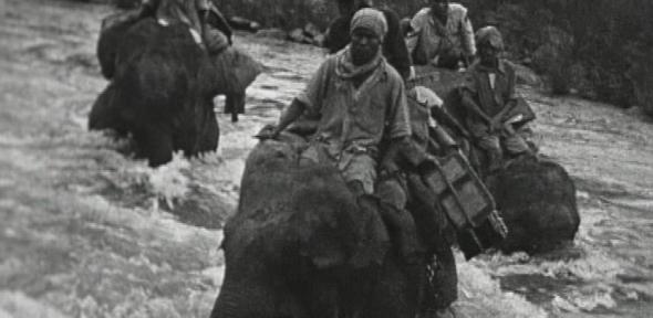 Elephants crossing river