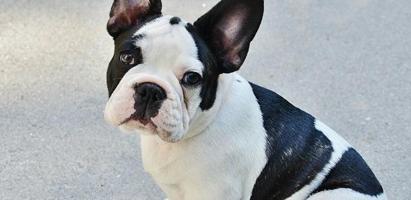French bulldog