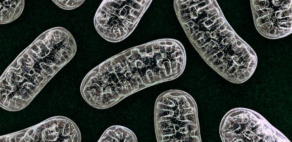 3D illustration of mitochondria
