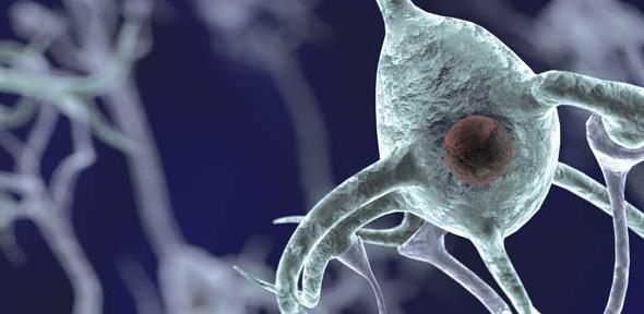 Nerve cell