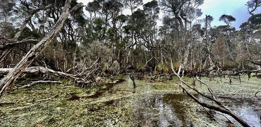 Emerald Swamp, Tasmania