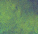 Confocal microscopy image of a chiral semiconductor