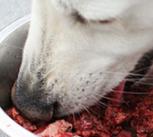 Dog eating raw meat