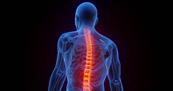 Illustration of spinal cord
